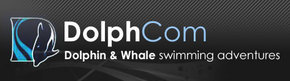 Dolphcom - Dolphin  Whale Swimming Adventures - Port Augusta Accommodation